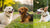 Do Dogs Gain Weight After Getting Fixed? Understanding the Link Between Neutering and Weight Gain