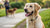 Do Dogs Gain Weight After Spay? Understanding the Connection Between Spaying and Weight Gain