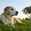 Do Dogs Gain Weight as They Get Older? Understanding Canine Weight Changes Over Time