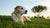 Do Dogs Gain Weight as They Get Older? Understanding Canine Weight Changes Over Time
