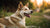 Do Dogs Gain Weight During Heat? Understanding the Heat Cycle in Female Dogs