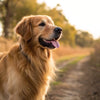 Do Dogs Gain Weight Fast? Understanding Canine Weight Gain and Management