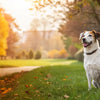 Do Dogs Gain Weight in Winter? Understanding Seasonal Weight Changes in Our Furry Friends