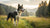 Do Dogs Gain Weight on a Raw Diet? Exploring the Impact of Raw Feeding on Canine Health