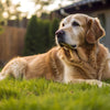 Do Dogs Gain Weight When They Get Older? Understanding Canine Weight Changes