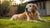 Do Dogs Gain Weight When They Get Older? Understanding Canine Weight Changes