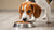 Do Dogs Get Bored Eating the Same Food? Understanding Canine Eating Habits-140300812527