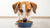 Do Dogs Get Bored of Eating the Same Food? Understanding Canine Palate Preferences-140408324335
