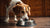 Do Dogs Get Sick of Eating the Same Food Every Day? Understanding Your Pup's Dietary Needs