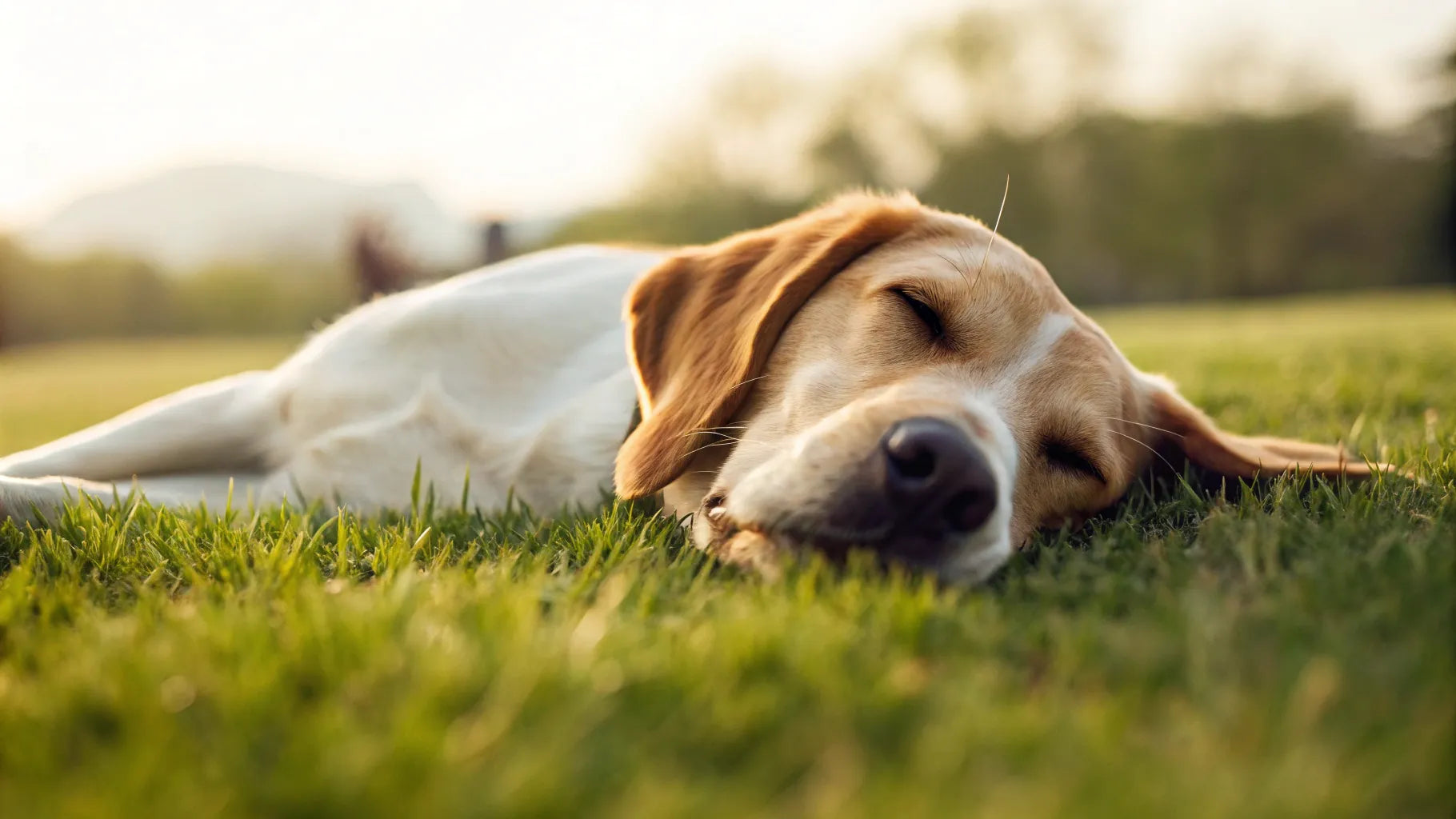 Photo inspiration: Picture Idea: Do Dogs Get Sore Muscles After Exercise Understanding Canine Muscle