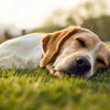 Do Dogs Get Sore Muscles After Exercise? Understanding Canine Muscle Soreness