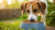 Do Dogs Get Tired of Eating the Same Dog Food? Understanding Canine Appetite and Nutrition-140212961519