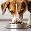Do Dogs Get Tired of Eating the Same Food? The Truth About Canine Appetites
