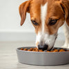 Do Dogs Get Water from Wet Food? Exploring Hydration in Our Furry Friends