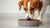 Do Dogs Get Water from Wet Food? Exploring Hydration in Our Furry Friends