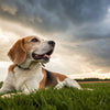 Do Dogs Have Allergies to Food? Understanding Food Allergies in Dogs