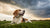 Do Dogs Have Allergies to Food? Understanding Food Allergies in Dogs-141219889391