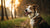 Do Dogs Have Food Allergies? Understanding, Recognizing, and Managing Your Pup's Allergies-141097533679