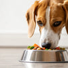 Do Dogs Have to Eat Dry Food? Understanding Your Dog's Dietary Needs