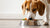 Do Dogs Have to Eat Dry Food? Understanding Your Dog's Dietary Needs