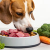 Do Dogs Have to Eat Kibble? Exploring the Best Nutrition for Our Canine Companions