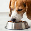 Do Dogs Have to Have Kibble? Rethinking Your Dog's Diet
