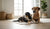 Do Dogs Learn Behavior from Other Dogs? Uncovering Canine Social Learning-141421379823
