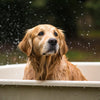 Do Dogs Like Baths? Understanding Our Furry Friends’ Bath Time Preferences