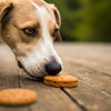 Do Dogs Like Biscuits? Understanding Canine Preferences and Treat Choices