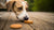 Do Dogs Like Biscuits? Understanding Canine Preferences and Treat Choices