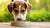 Do Dogs Like Dry Food? Understanding Canine Food Preferences