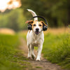 Do Dogs Like Music? Exploring the Melodies That Make Our Canine Companions Wag Their Tails