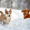 Do Dogs Like Snow? Discovering Our Pups' Winter Wonderland Joy