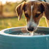 Do Dogs Like Water Fountain Bowls? Unleashing the Truth About Pet Hydration