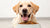 Do Dogs Like Wet Food? Understanding the Benefits and Choices for Your Canine Companion