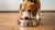 Do Dogs Live Longer If They Eat Human Food? The Truth About Canine Nutrition-140407963887