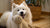 Do Dogs Live Longer on Fresh Food? Exploring the Impact of Diet on Canine Longevity