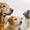Do Dogs Lose Weight as They Age? Understanding Weight Changes in Senior Dogs