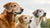 Do Dogs Lose Weight as They Age? Understanding Weight Changes in Senior Dogs