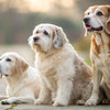 Do Dogs Lose Weight as They Get Older? Understanding Weight Changes in Senior Dogs