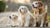 Do Dogs Lose Weight as They Get Older? Understanding Weight Changes in Senior Dogs
