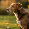 Do Dogs Lose Weight During Heat? Understanding the Impact of Estrus on Your Female Dog