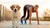 Do Dogs Lose Weight Faster Than People? Understanding the Dynamics of Canine Weight Loss