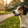 Do Dogs Lose Weight If They Have Worms? Understanding the Connection
