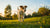 Do Dogs Lose Weight in Summer? Understanding Canine Weight Management in Warm Weather