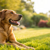 Do Dogs Lose Weight in the Summer? Understanding Your Pet's Seasonal Changes