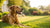Do Dogs Lose Weight in the Summer? Understanding Your Pet's Seasonal Changes