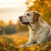 Do Dogs Lose Weight in Winter? Understanding Seasonal Weight Changes in Our Pets