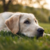 Do Dogs Lose Weight on Prednisone? Understanding the Effects of Corticosteroids on Your Canine Companion