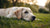 Do Dogs Lose Weight on Prednisone? Understanding the Effects of Corticosteroids on Your Canine Companion
